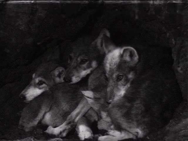 Сцена из фильма Белый клык Сцена из фильма Белый клык