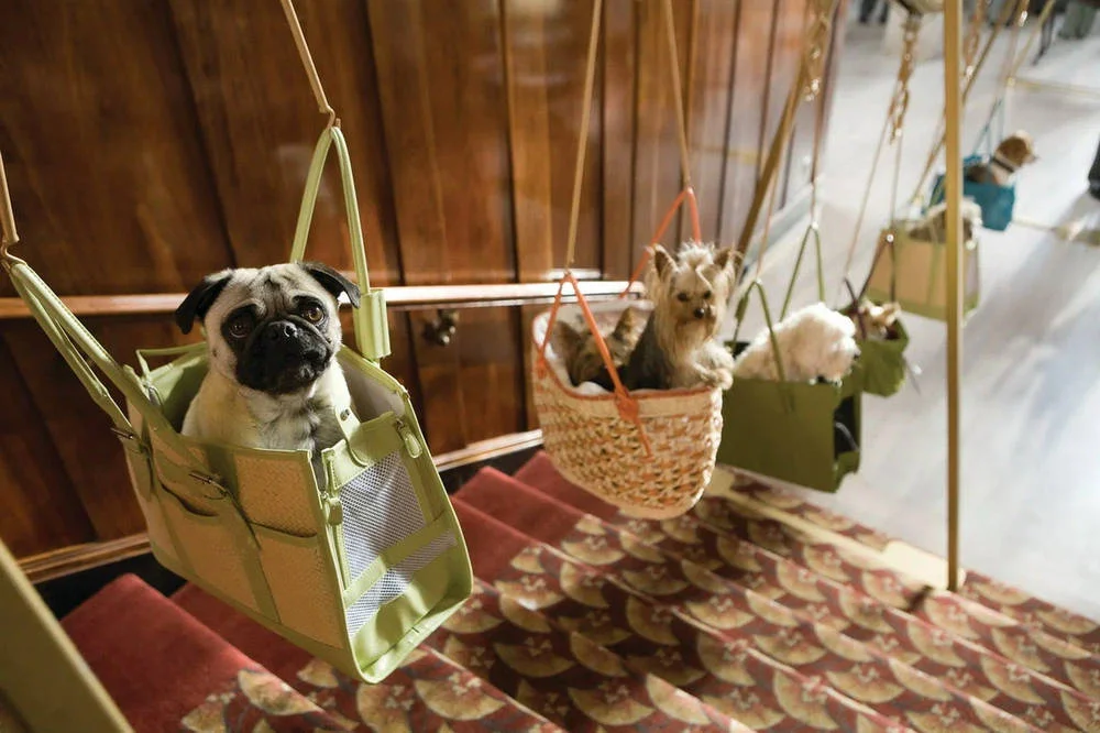 Кадр из фильма Отель для собак / Hotel for Dogs Кадр из фильма Отель для собак / Hotel for Dogs